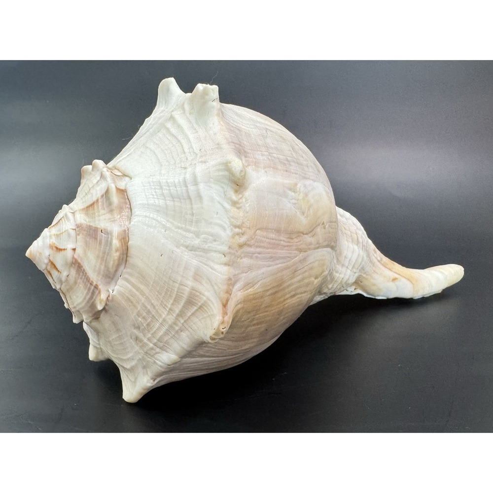 Large Natural Lightning Whelk Sea Shell 10.5" Coastal Beach Nautical Ocean Decor - Picture 3 of 12